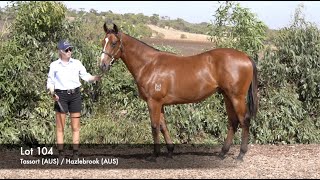 Lot 104 - Tassort (AUS) / Hazlebrook (AUS)