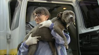 PAWS Chicago rescues pets from Hurricane Ian