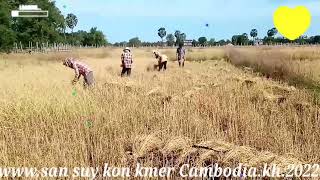 ស្អែកច្រូតយកវេរ🌾💞