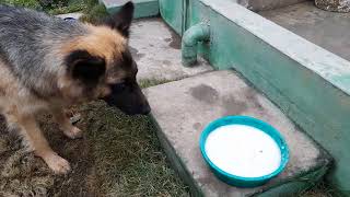 कसरि आफ्नो घरमा रहेका कुकुरलाई खाना खुवाउने? How to feed dog at home in Nepal? dog training in nepal