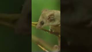 The Adorable Pygmy Possum: An Introduction #shorts