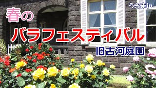 春のバラフェスティバル2023　旧古河庭園　東京都北区立浮間中学校の生徒が職場体験で制作を手伝ってくれました