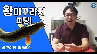 가물치! 왕미꾸라지피딩~!!