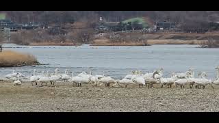 팔당댐 부근 어마어마하게 많은 백로들의 합창소리 시선강탈 ! 감동 그자체 (240205)