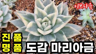 [판매완료](1월5일) 명품 도감마리아금!! #명품다육이 #도감마리아금 #꽃눈철화