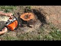 Как быстро убрать пень дерева на участке без корчевания и селитры how to remove tree stump