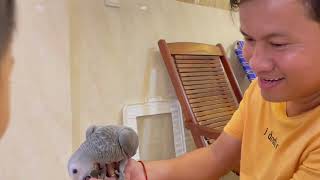 Bibi Grey Parrot plays with family