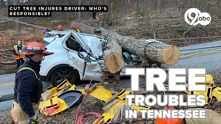 After Tennessee woman hit by tree, property owner says contractor cut it without permission