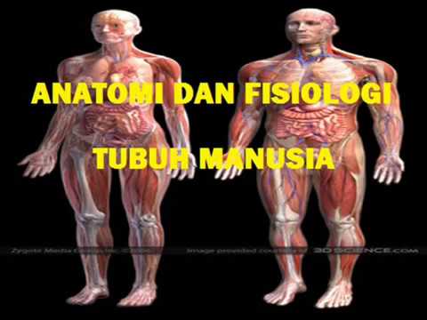 ANATOMI FISIOLOGI TUBUH MANUSIA - YouTube