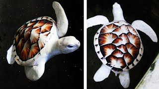 10 Most Beautiful Turtles In The World