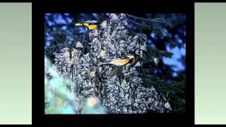 Monarch Research and Advanced Topics