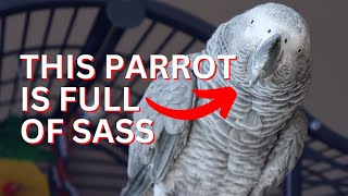 This Talking African Grey is full of Sass!