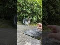 【伏見稲荷】接近は許しても、接触は許さない子猫シャー　a kitten that allows approach but not contact