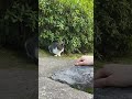 【伏見稲荷】接近は許しても、接触は許さない子猫シャー　a kitten that allows approach but not contact