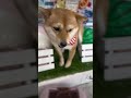 柴犬のアビちゃんが来てくれました　京都市南区　ペットサロンみぃ〜