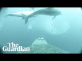 Slow TV: take a tour of the South Australian seabed on the back of a sea lion