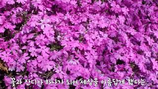 꽃잔디 : Phlox subulata 꽃말 : 희생