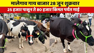 मालेगाव गाय बाजार 🛑 28 जून शुक्रवार | 20 हजार पासून गाई भेटतात 😍 Malegaon gay bazar