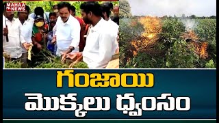 గంజాయి మొక్కలు ధ్వంసం : MLA Shetty Destroyed Ganja Crop | Mahaa News