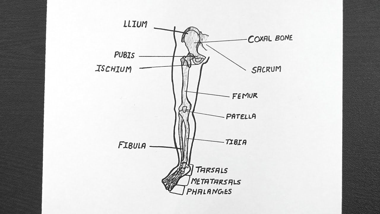 Pelvic Girdle Labeled Diagram