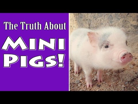 The Truth About Mini Pigs The Truth About Mini Pigs
