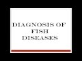 Diagnosis of fish diseases