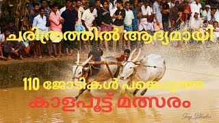 പെര്ന്തല്ലൂർ കാളപൂട്ട് bull race perundallooru