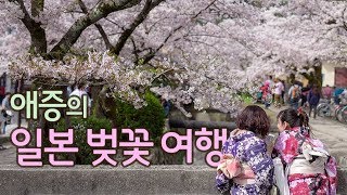 내가 일본 벚꽃 여행을 싫어하는 3가지 이유 | 2019 개화 예상 및 주의사항 (벚꽃엔딩까지)