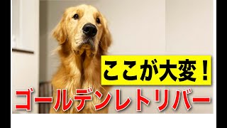 【ここが大変！ゴールデンレトリバー〜大型犬を飼う前に見てほしい〜】