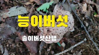 2024년 9월12일 자연산능이버섯 송이버섯산행