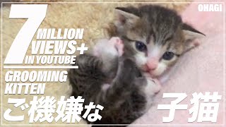 ご機嫌な子猫