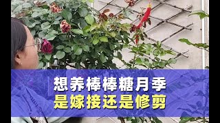 如果你想养好一棵棒棒糖月季，那么就一定要弄清楚嫁接与修剪的逻辑，可大大加快你养成的节奏~~