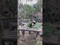 孙雪玲部长到成都看望叻叻。 panda 大熊猫 animals cute 大熊猫叻叻 panda lele