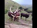 Ankole cattle. Ankole cows 🥰