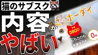 月額380円 猫のサブスク「ねこホーダイ」がヤバすぎる件について【のらねこバンク】