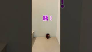 #shorts #tomandjerry #湯姆貓與傑利鼠 #小物 #遊戲人筆記