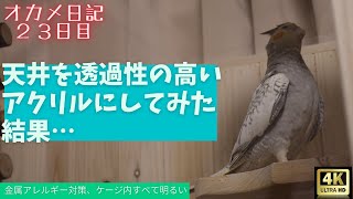 【4Kオカメインコ】お迎え23日目...鳥の金属アレルギー対策で天井をアクリルにしてみたら…