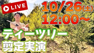 【LIVE】ティーツリーは地植えするとこうなるから覚えておきましょう！