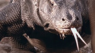 Komodo Dragons Can Taste Their Prey From Miles Away