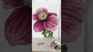 Japanese Anemone in watercolor