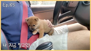 세상 쭈굴 아기 강아지ㅋㅋ [Ep.85]