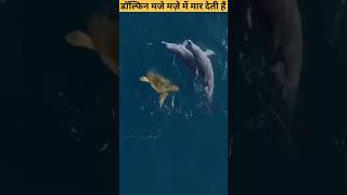 डॉल्फ़िन मजे मज़े में मार देती हैं || Dolphins Get High #shorts #ytshorts