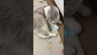 【#七七和铲屎官】雪貂:你真是个活爹 #猫咪的迷惑行为