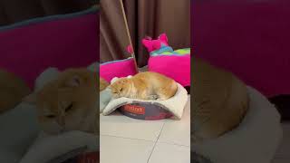 我要睡觉觉啦#记录猫咪日常 #抖in萌宠计划 #这是我的小猪猫