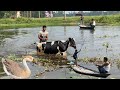 বাংলাদেশের মানুষের গ্রামের জীবন যাপন । Bangladeshi Simple Village Life Style Vlog | Village Vloger |