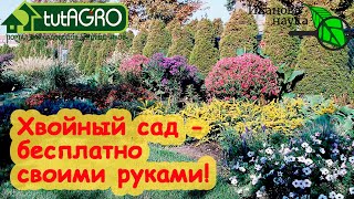 СВОИ САЖЕНЦЫ - ХОТЬ ТЫЩАМИ и БЕСПЛПАТНО! Эффективный способ размножения туи, можжевельника и хвойных