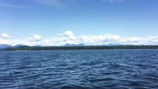 Bultruggen spotten bij Campbell River, Canada