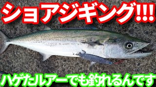 【新潟】青物を狙って秋のショアジギング!!!!