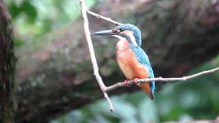 【動画投稿テスト】カワセミの毛づくろい（若鳥）