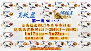 五洲網拍嚴選～王孜益(螺絲王)  第一場NO.1～21 台南冠聖2017冬 未參賽21羽連號欲留種鴿 原鴿影音真實呈現